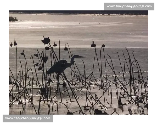 光影之美：摄影比赛展现独特视角与创意表达